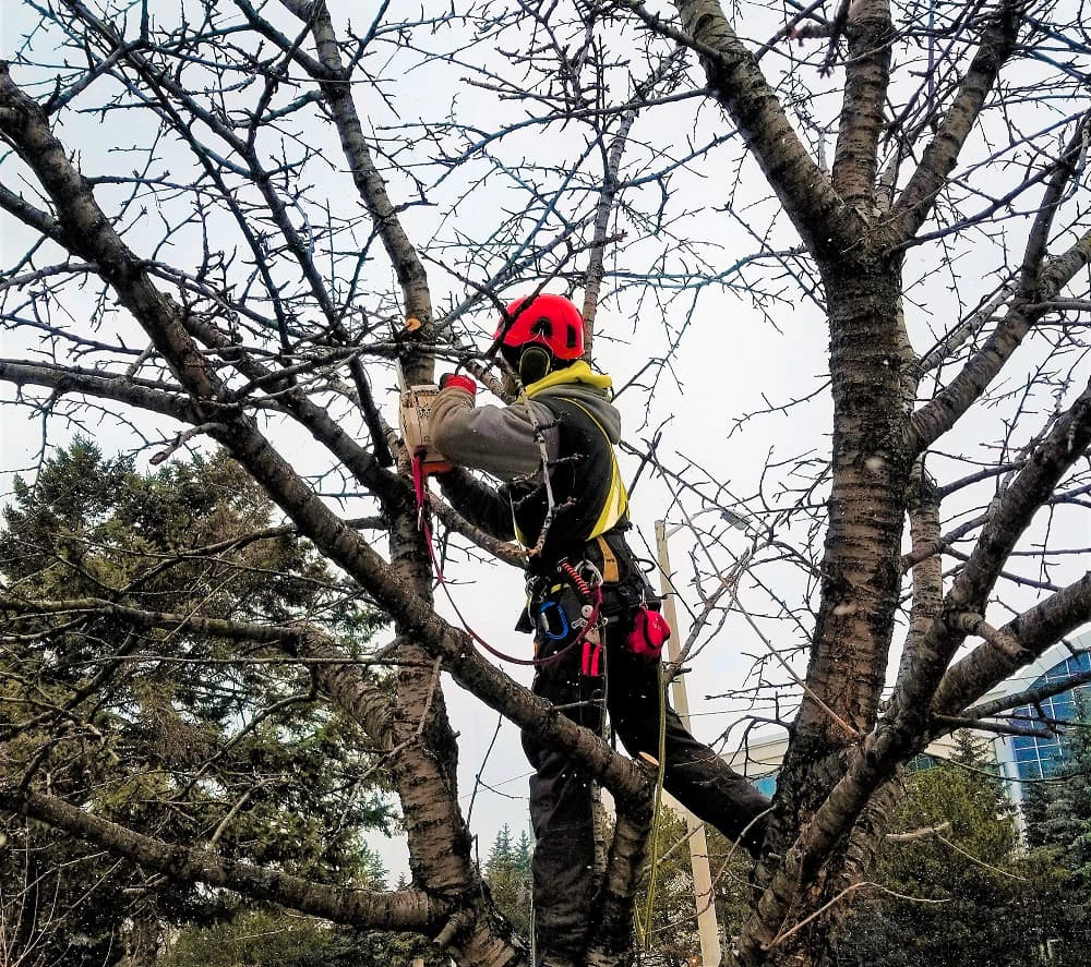 Un arboriste professionnel effectuant l’élagage d’un arbre, équipé d’une tronçonneuse et d’un harnais de sécurité pour un travail en hauteur sécurisé.