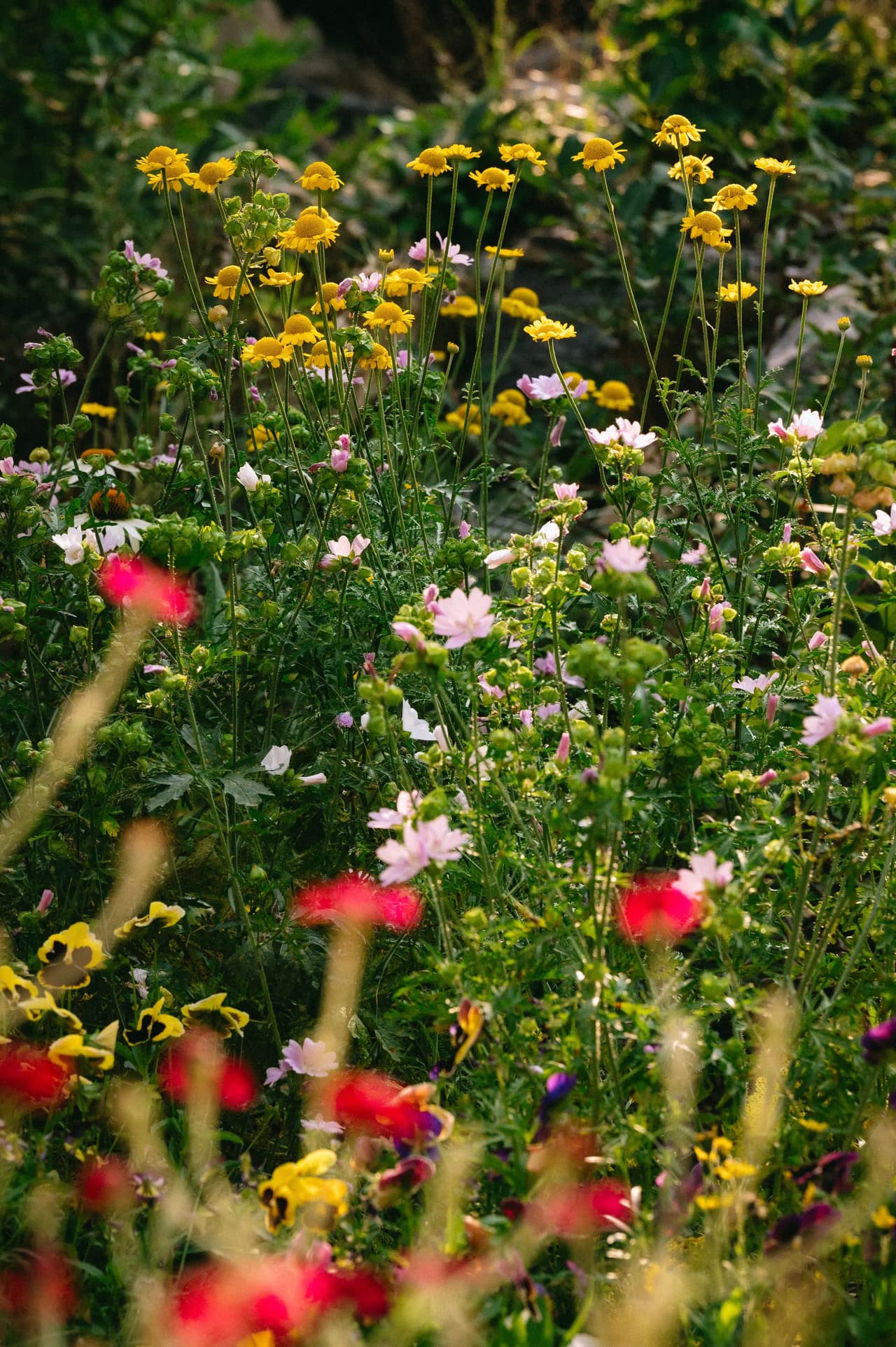 Jardin de fleurs sauvages colorées en pleine floraison sous la lumière naturelle