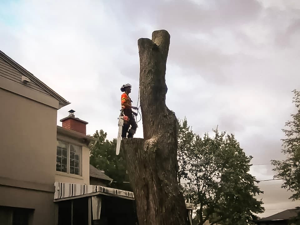 Travail d’abattage d’un arbre dangereux avec un émondeur professionnel utilisant une tronçonneuse et une grue.