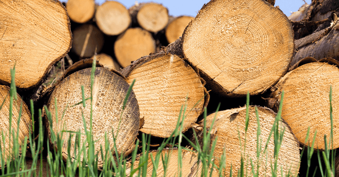 Utiliser du bois mou comme bois de chauffage