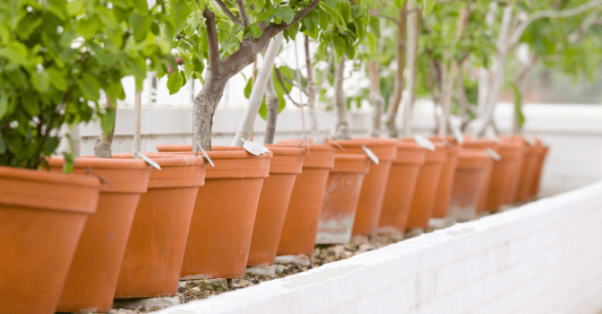 arbres en pot_Arbres fruitiers : comment en prendre soin