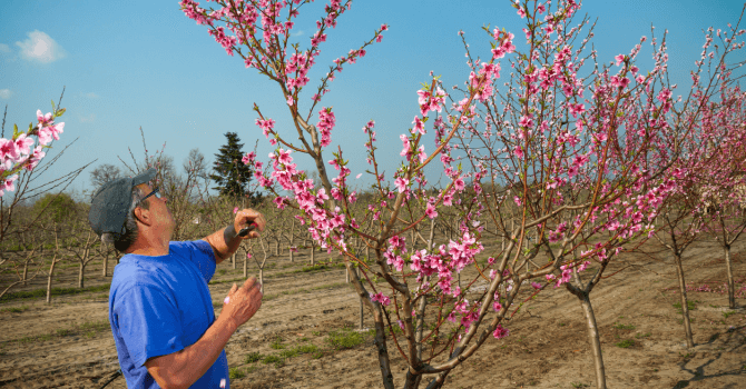 Arbres fruitiers