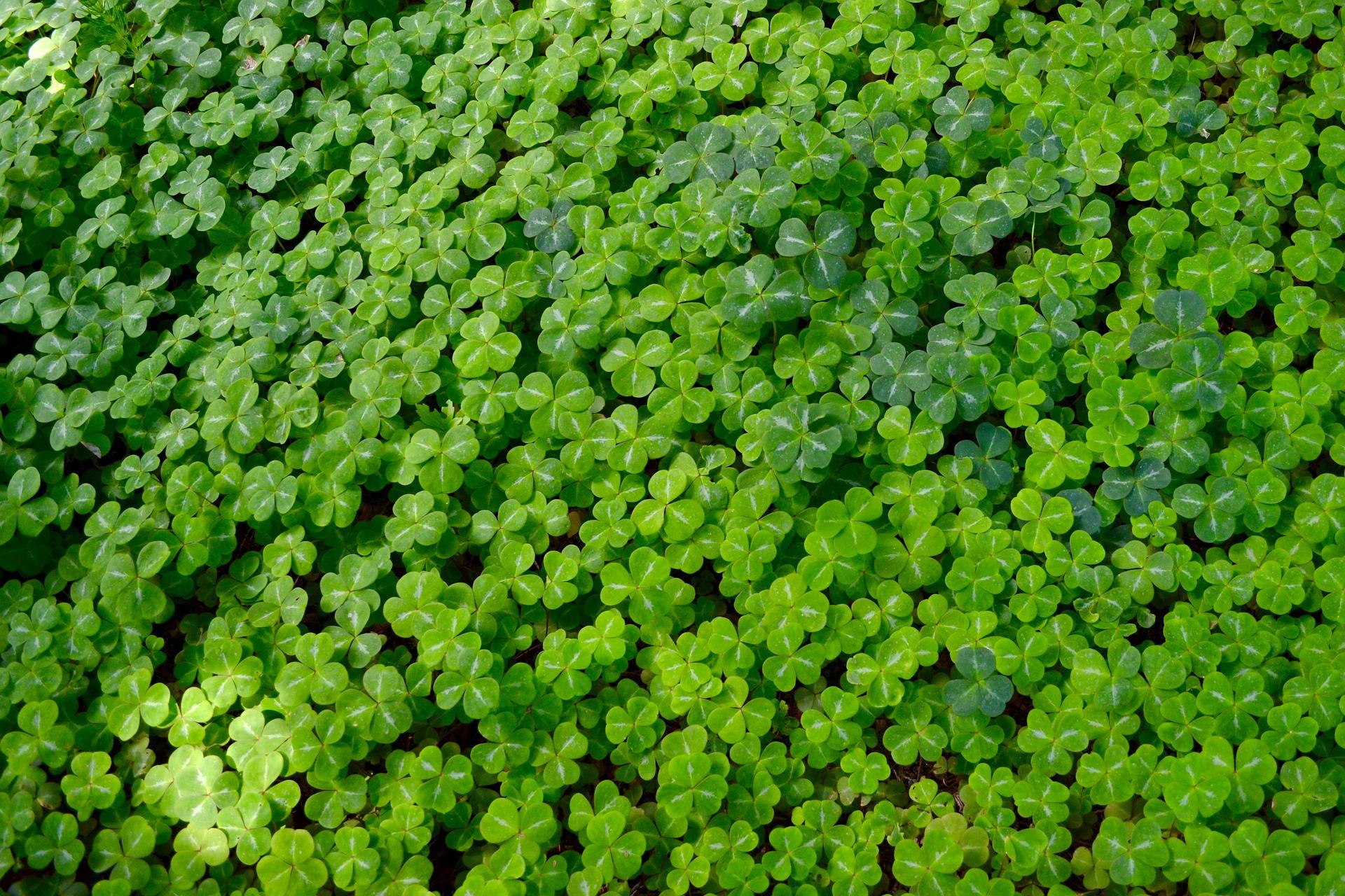 trèfle_Quelques alternatives écologiques au gazon