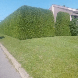 Louis-Claude Desjardins