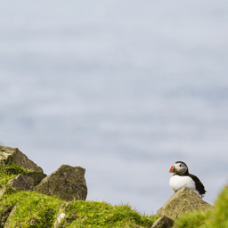 Technologie guehel cardier inc