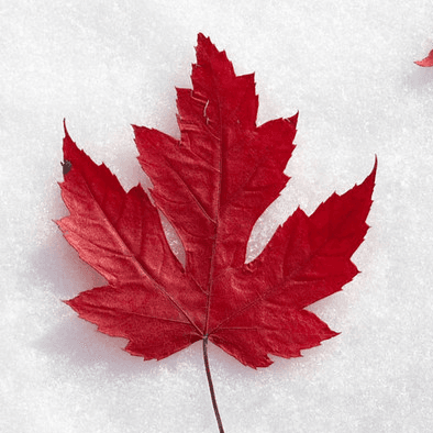 contractor-profile-logo