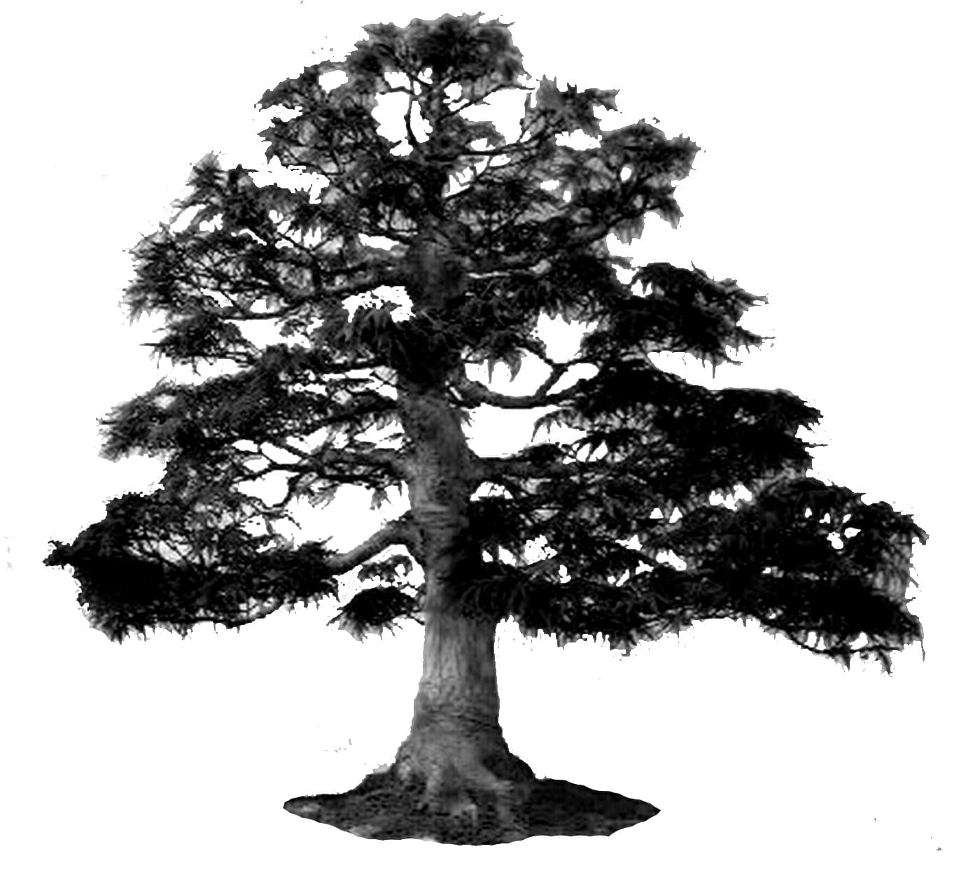 contractor-profile-logo