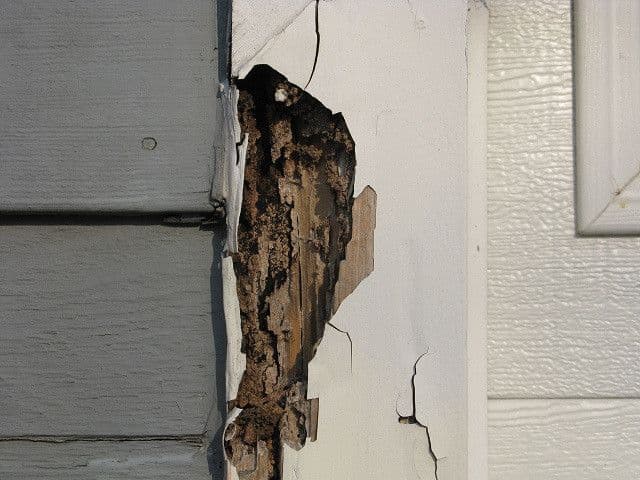dommages causés par des termites
