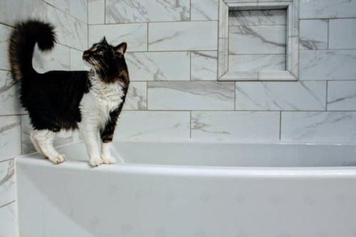 chat dans salle de bain