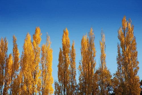 arbres feuilles jaunes_Planter un arbre sur votre terrain, comment s'y prendre ?