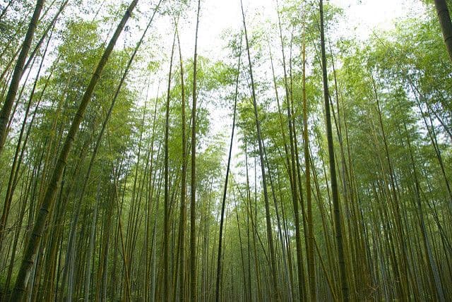 Forêt de bambou_10-conseils-pour-renovations-ecologiques