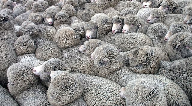 laine de mouton_Les solutions écologiques pour isoler un grenier 