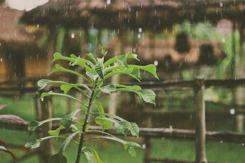 Délais travaux de rénovation météo pluie plantes