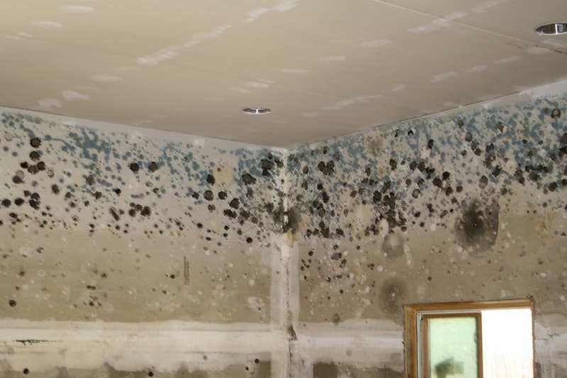 Moisissure plafond infiltration d'eau_Tout savoir sur le prix d’une décontamination de moisissure