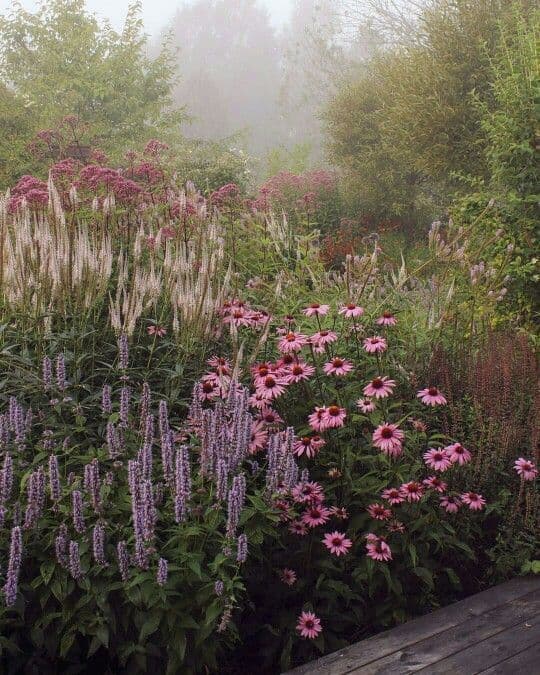 flower garden misty_Annual or perennial: what’s the difference?