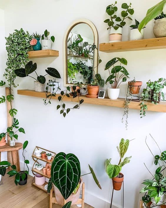 plant decor_how to choose your houseplants