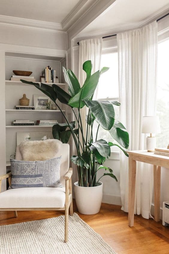 plants_how to choose your houseplants