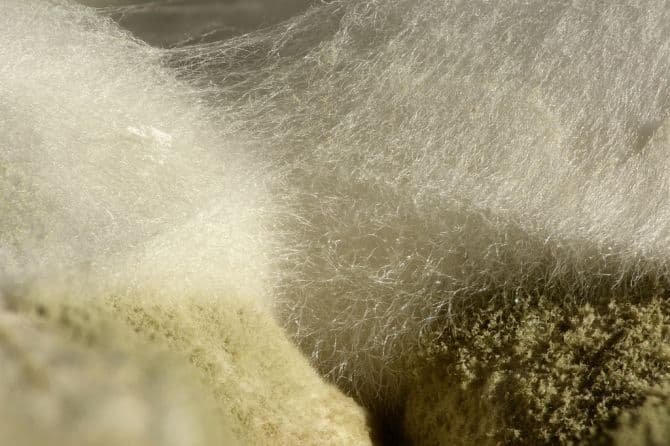 Moisissures vues de près en lien avec les formations de l'APCHQ