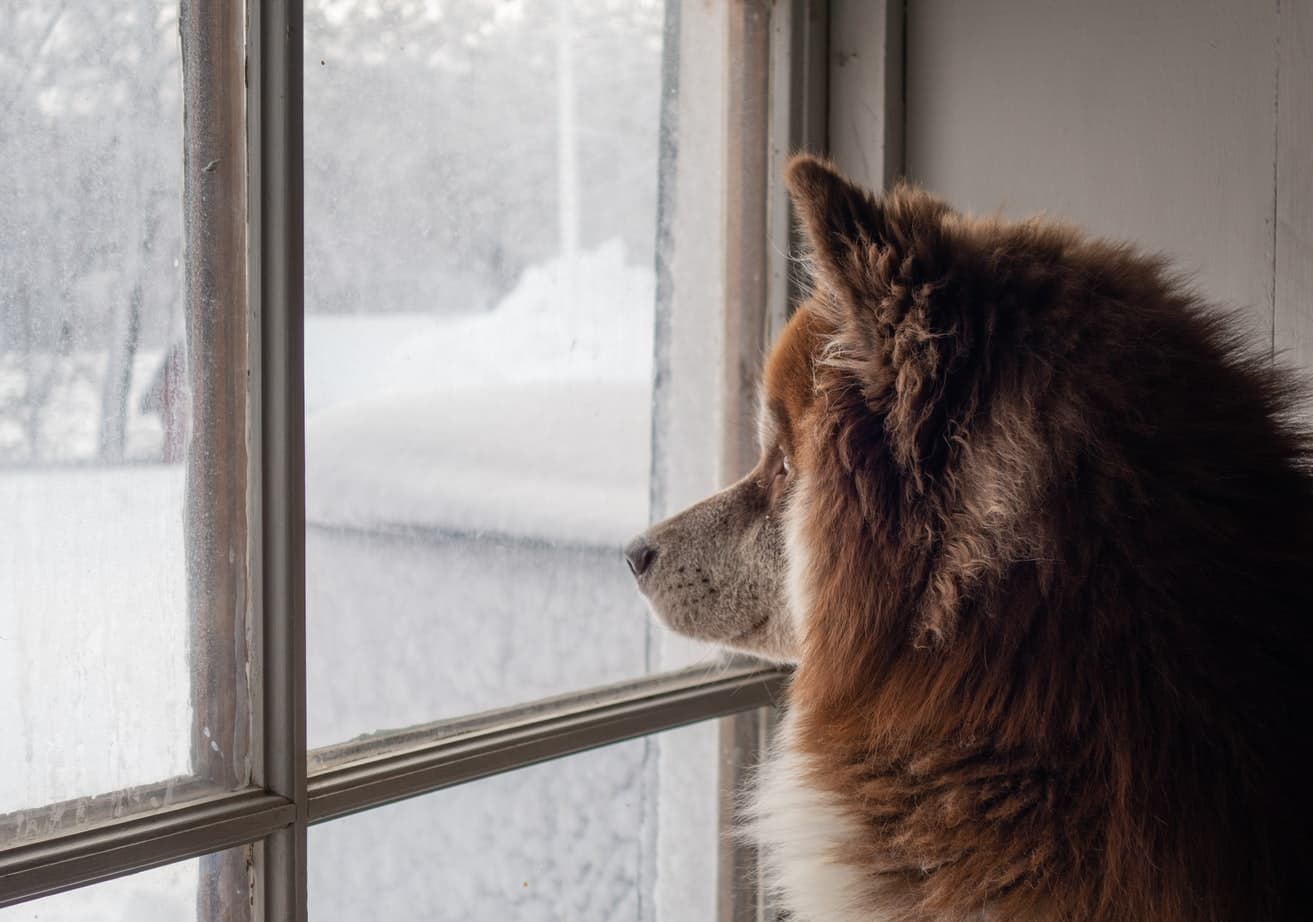 chien qui regarde par la fenêtre_sécurité à la maison : tout savoir sur les détecteurs de mouvements