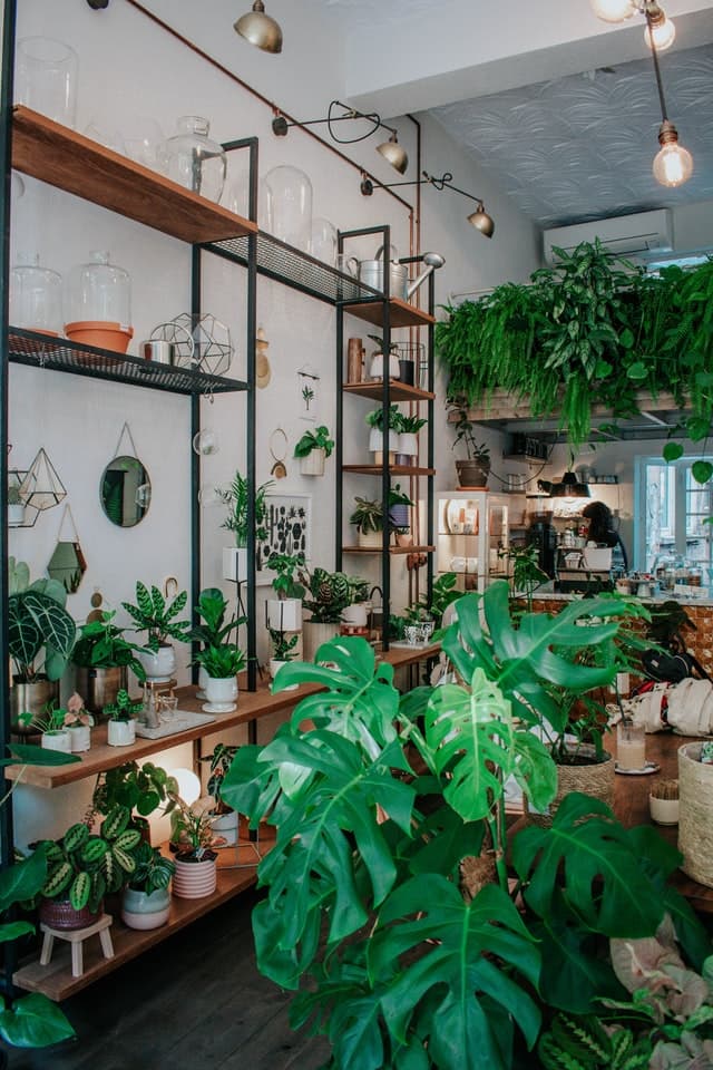 green houseplants in a store_how to choose your houseplants