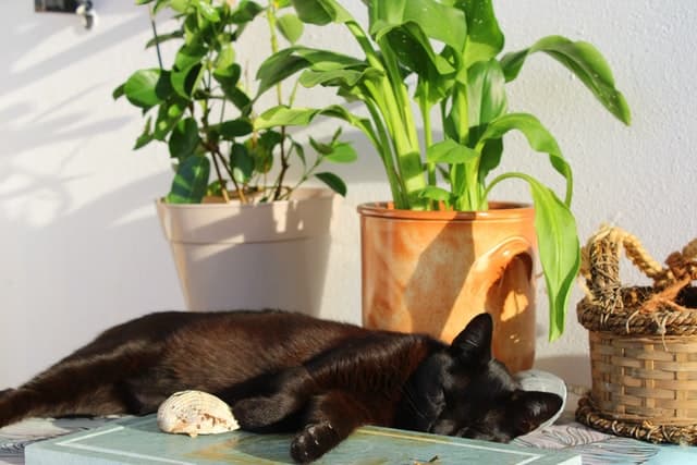 cat sleeping under a green houseplant_how to choose your houseplants