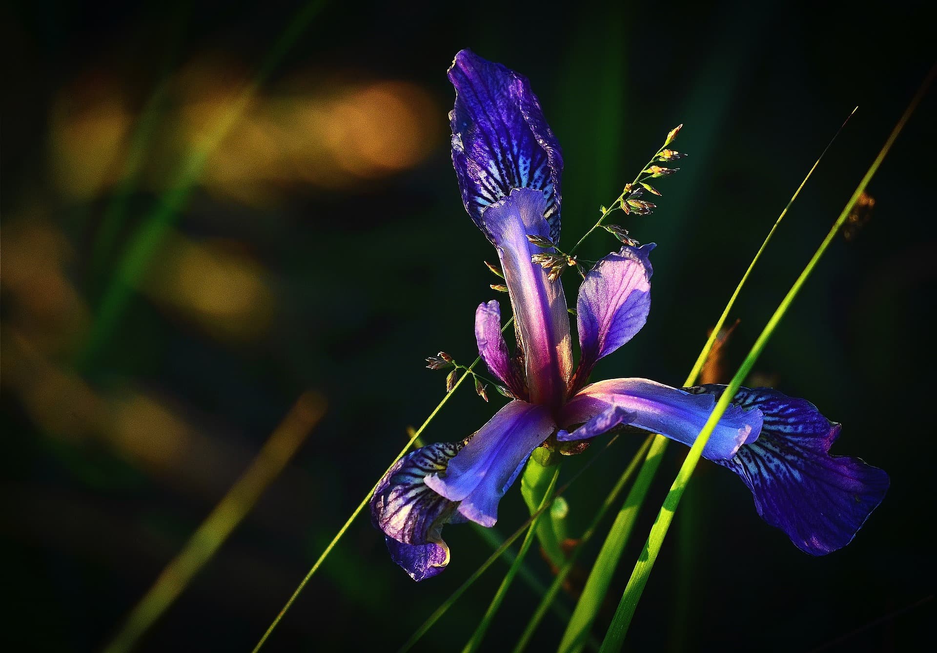 iris versicolore_Quelques alternatives écologiques au gazon