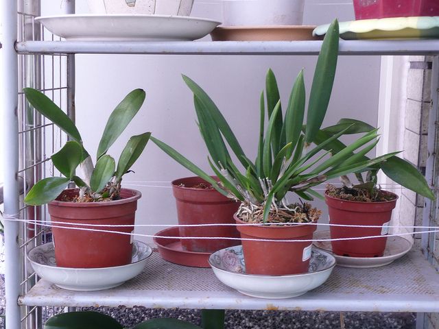 Potted plants on a shelf_renoquotes.com_plantes intérieures_soumissionrenovqation