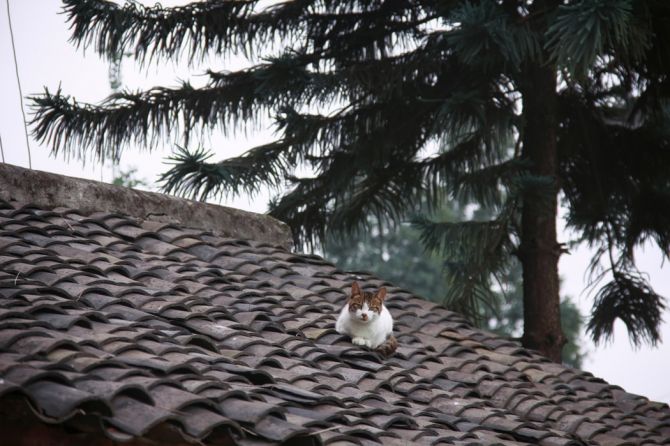 réfection de toiture_chat sur le toit